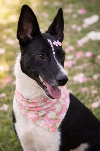 Muito linda BELA  8 meses ADOÇÃO  !!
