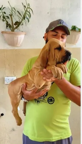Fila brasileira filhote valor 3.000 três mil reais.