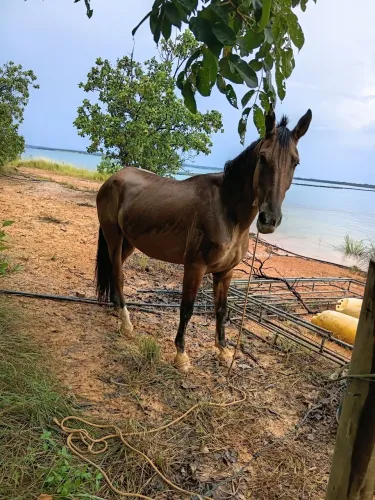 Vendo lindo cavalo campolino puro de marcha picada