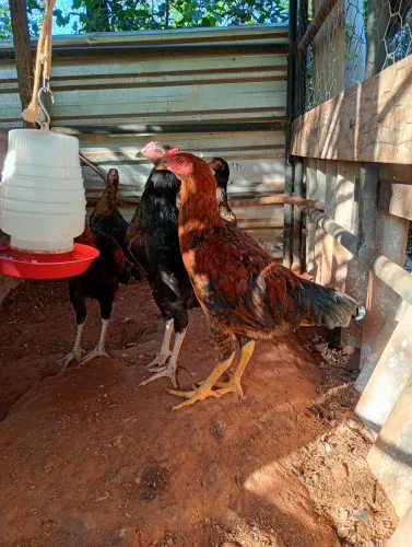 Frangos e frangas caipira de qualidade saudáveis mirassol
