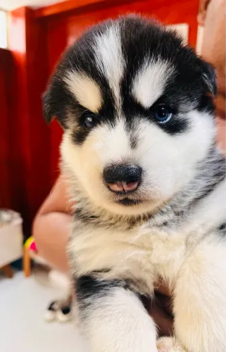 Filhote Husky siberiano com pedigree 