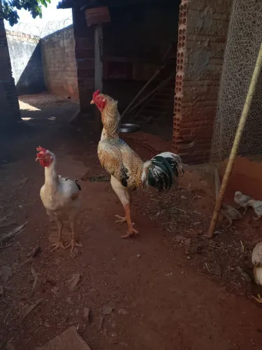 Galo Índio carijó