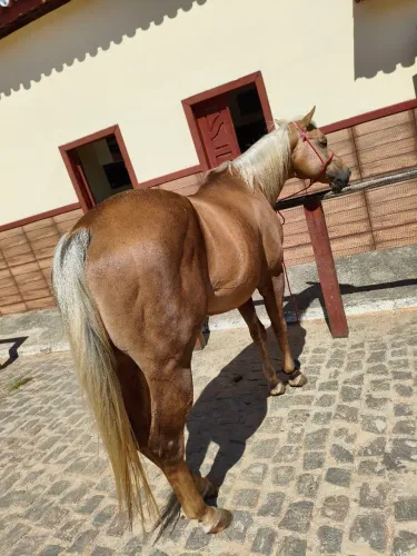 POINT ROJO CAL - DIREITA (VAQUEJADA)