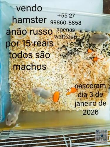 Hamster anão russo..