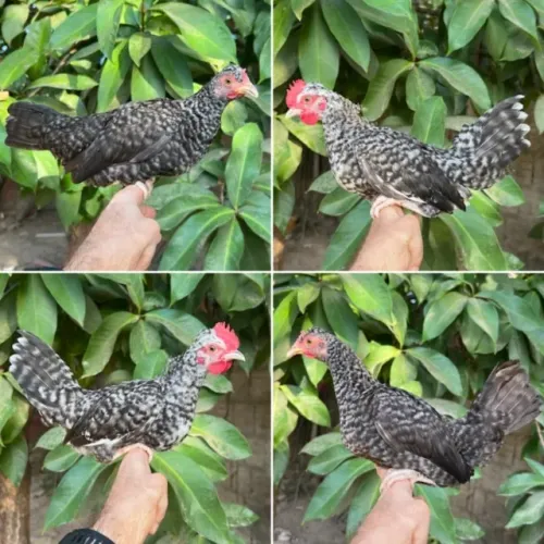 Casais de mini galinhas