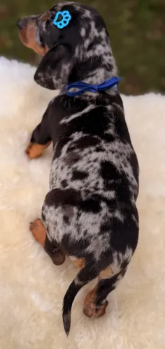 Linguicinha Dachshund