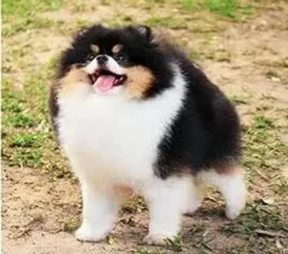 Vendo ou troco spitz alemão tricolor