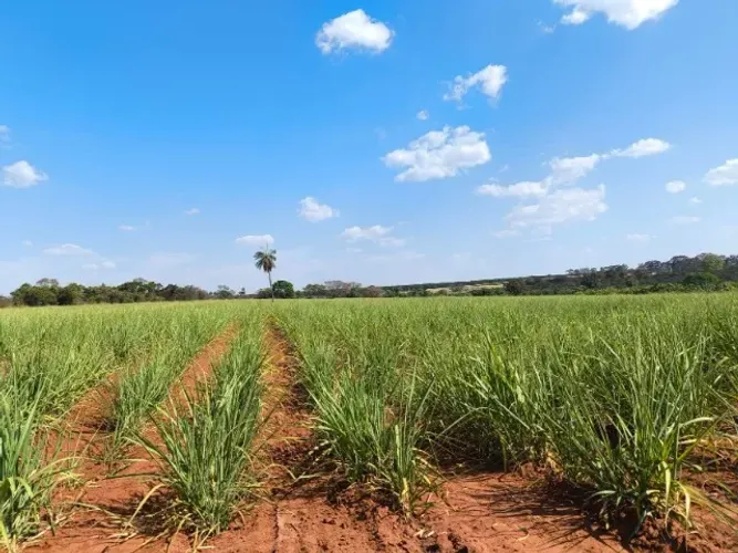13 alqueires com 90,5% em cana Nhandeara