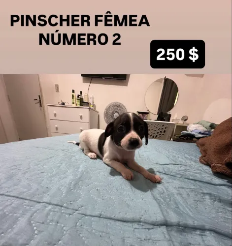 PINSCHER