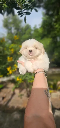 Shih-tzu branco top - pai importado