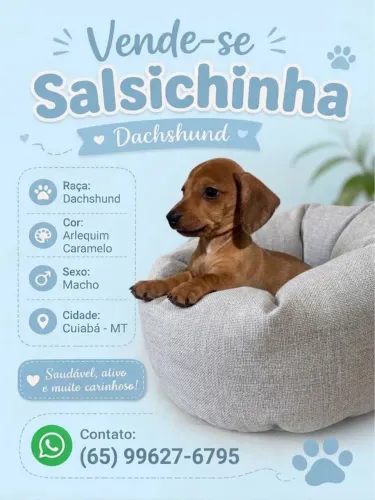 Filhotes de Salsichinha (Dachshund) 
