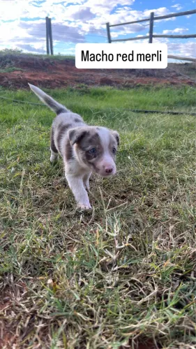 Filhote de border collie 