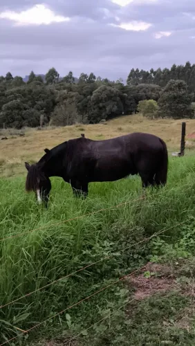 Cavalo pecasso