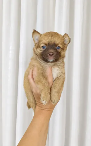 Machinho de chihuahua com pedigree CBKC