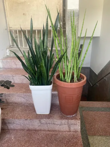 Combo 2 Plantas de São-Jorge : Lança + Espada Black