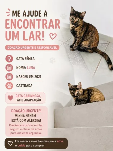 Gata Fêmea Castrada doação