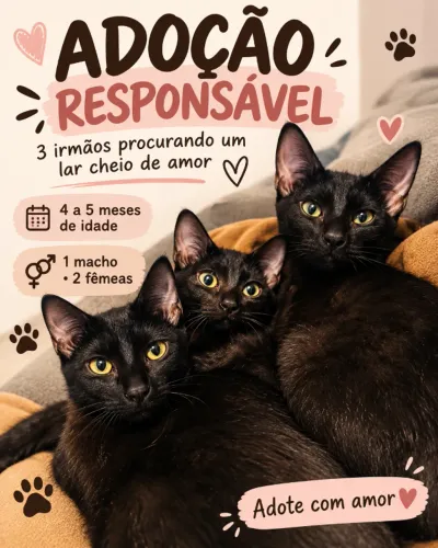 Gatinhos para adoção