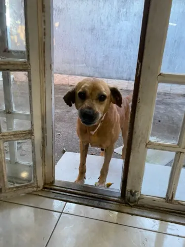 Pichuco - Cachorro idoso brincalhão precisando de um lar