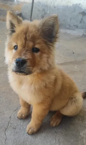 Cachorra chow chow