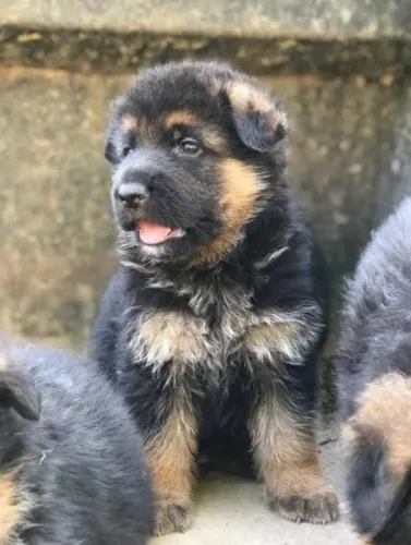Pastor Alemão - Filhotes Fortes e Inteligentes. 