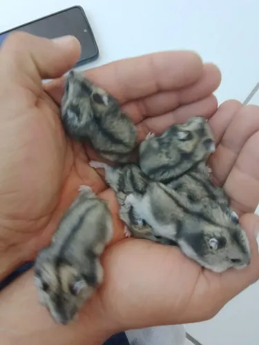 Hamster russo