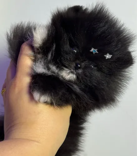Lulu da pomerania anao (minúsculo) macho preto