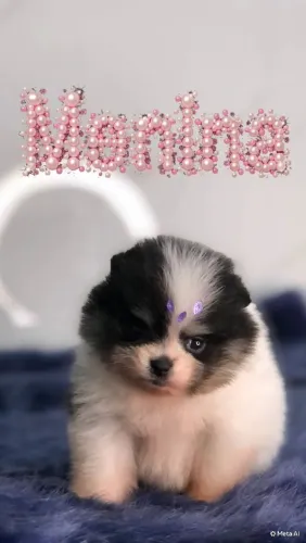 Fêmeas Mini de Lulu da Pomerânia-Spitz Alemão Anão