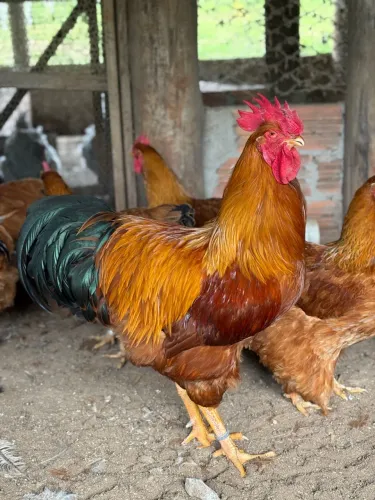 Ovos e pintinhos de raça