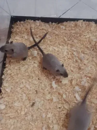 Gerbil Filhotes Siamês/ Burmes
