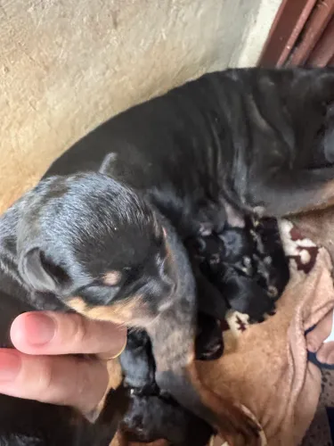 Rottweiler 