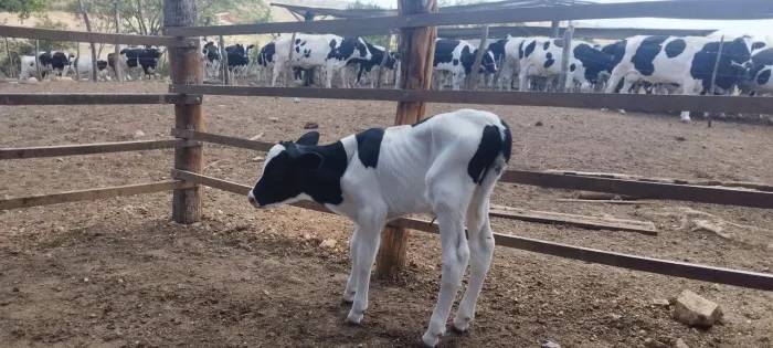 Bezerros de mamadeira