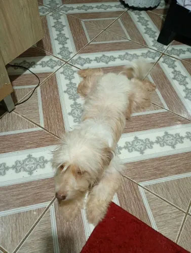 Doação de dois cachorros quem tiver interesse e so fala (OBS) TEM QUE VIM PEGAR
