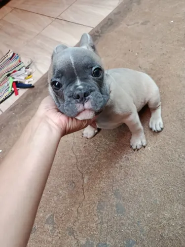 Buldogue francês 