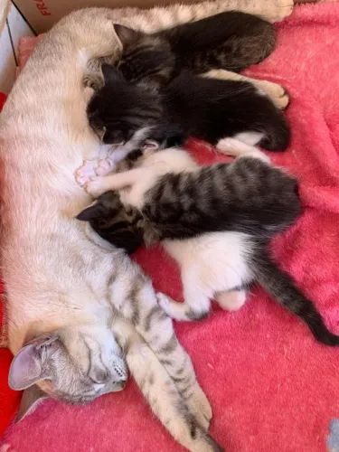 Doando gatos 