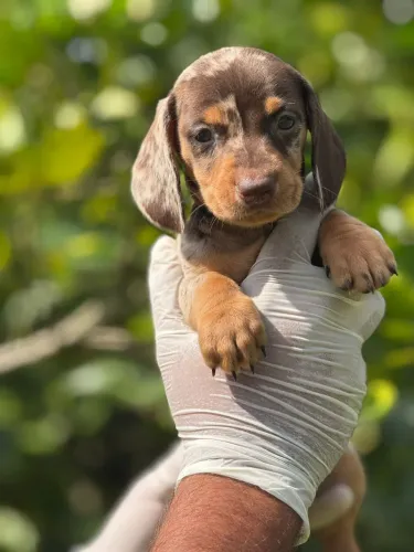 Daschund (salsicha) amor infinito.