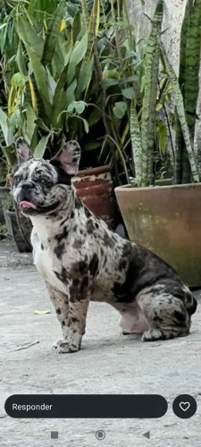 Buldogue francês exótico 