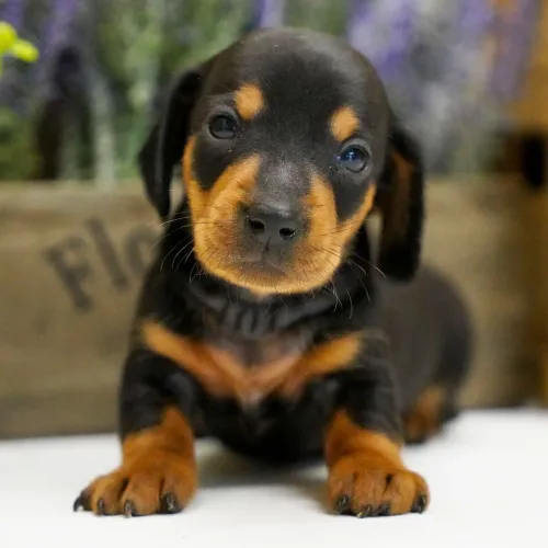 Dachshund |Filhotes lindos á pronta entrega 