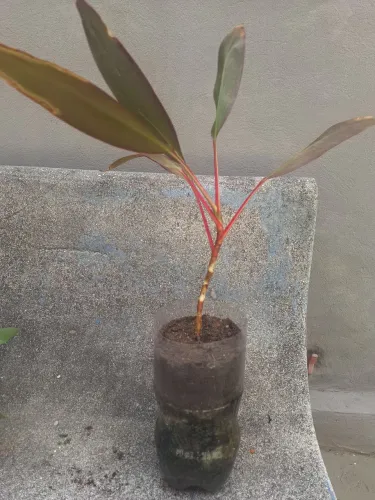 Dracena Vermelha