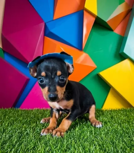Pinscher disponível macho puro charme