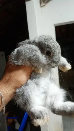 Coelho peludo