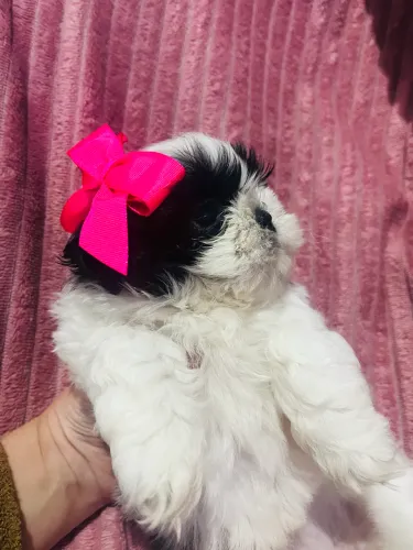 Filhote fêmea shih tzu