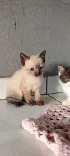 Doação de gatos | filhotes
