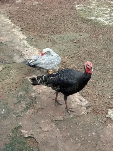 Vendo Peru