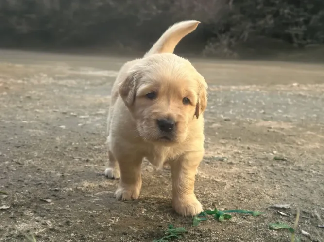 Filhote De Golden Macho