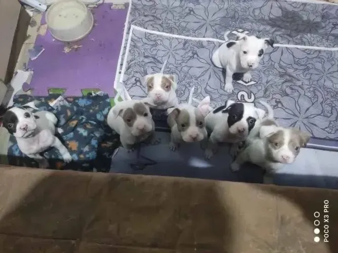Doação filhote de pitbull