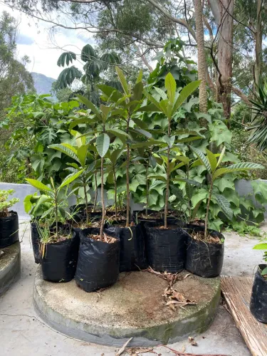 Mudas de ameixa amarela gigante com idade superior a 5 anos