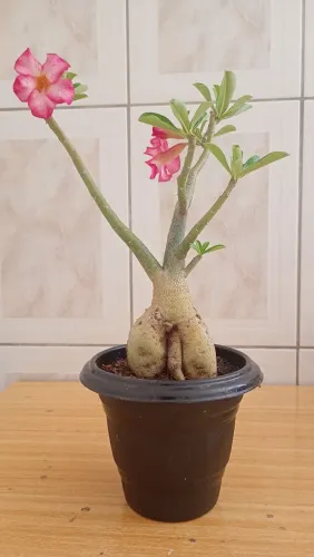 Vendo essa rosa do deserto