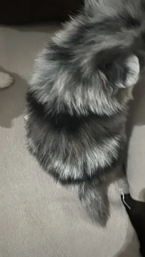 Lulu da pomerania