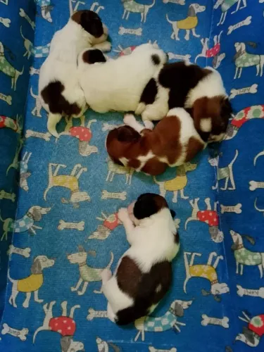 vende-se filhotes de Shih Tzu