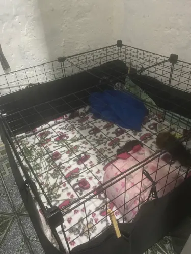 Cercado com tapete impermeável para porquinhas da Índia, cachorros, gatos
